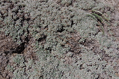 Eriogonum caespitosum