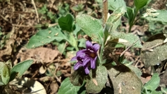 Dyschoriste hirsutissima