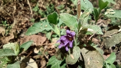 Dyschoriste hirsutissima