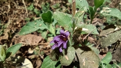Dyschoriste hirsutissima