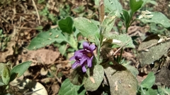 Dyschoriste hirsutissima