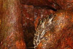 Osteocephalus oophagus