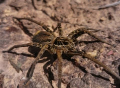 Ancylometes concolor