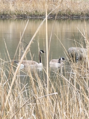 Branta canadensis