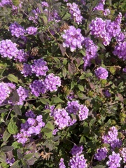 Lantana montevidensis