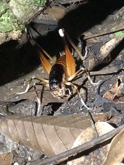 Apotetamenus amazonae