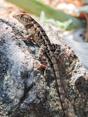 Sceloporus utiformis