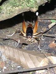 Apotetamenus amazonae