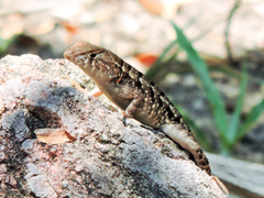 Sceloporus utiformis