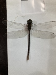 Triacanthagyna caribbea