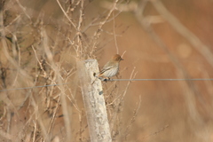 Knipolegus striaticeps