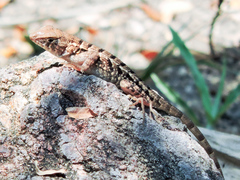Sceloporus utiformis