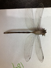 Triacanthagyna caribbea