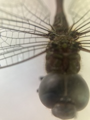 Triacanthagyna caribbea