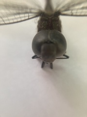 Triacanthagyna caribbea