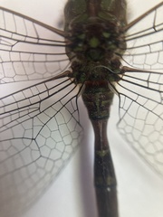 Triacanthagyna caribbea