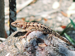 Sceloporus utiformis