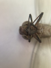 Triacanthagyna caribbea