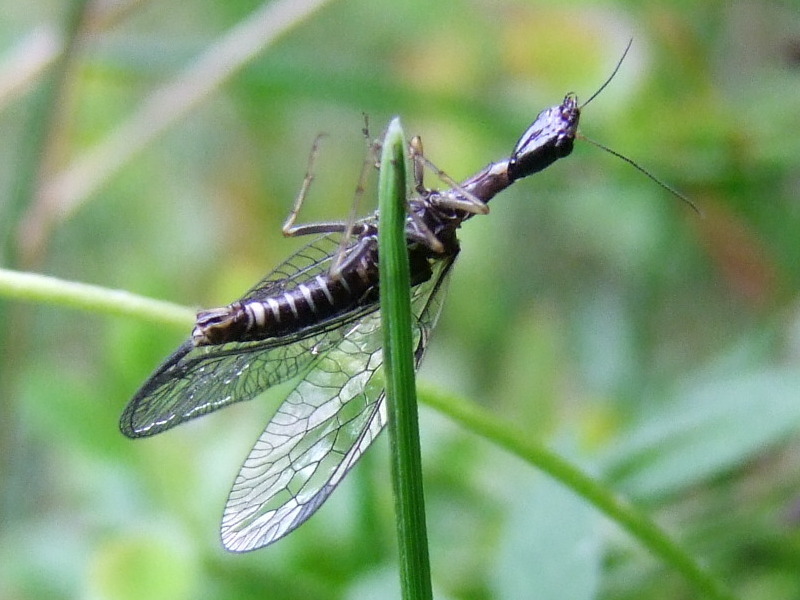 Raphidia