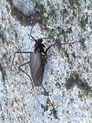 Telmatogetoninae
