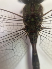 Triacanthagyna caribbea