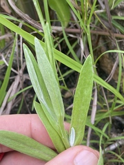 Phacellothrix cladochaeta