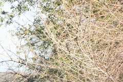 Knipolegus striaticeps