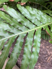 Blechnum gibbum