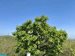 Quercus dentata