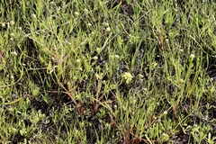 Blennosperma bakeri