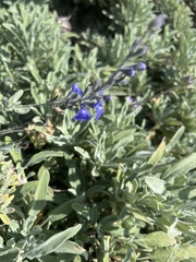 Salvia