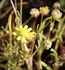 Blennosperma bakeri