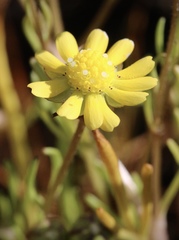 Blennosperma bakeri