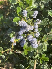 Ceanothus thyrsiflorus