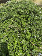 Ceanothus thyrsiflorus