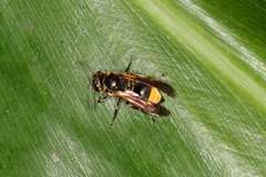 Brachygastra lecheguana
