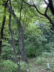 Quercus variabilis