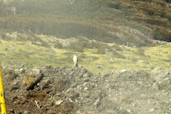 Daptrius albogularis