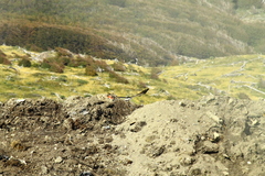 Daptrius albogularis