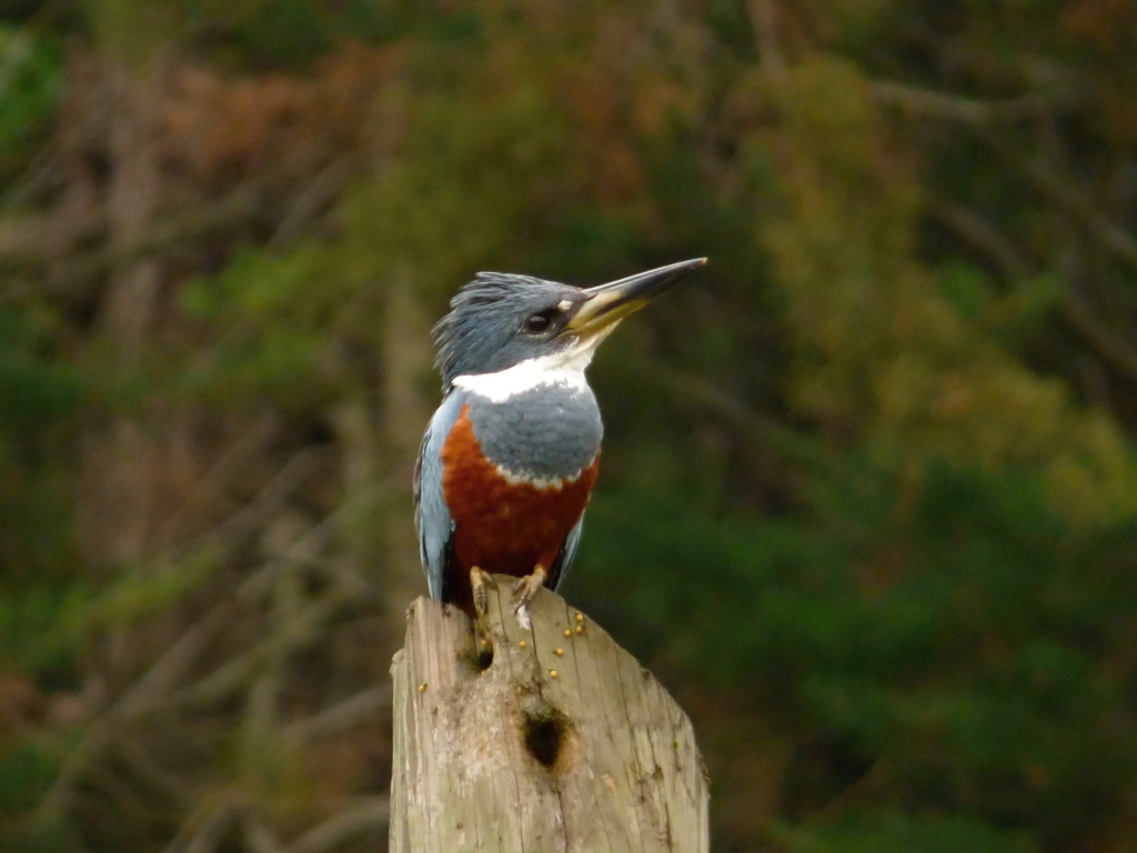 Ringed Kingfisher (Northern)