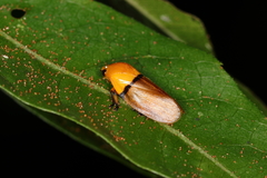 Monecphora cingulata