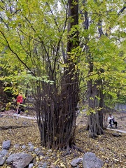 Pteroceltis tatarinowii