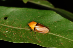 Monecphora cingulata