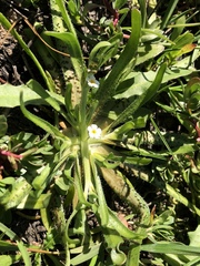 Plagiobothrys stipitatus