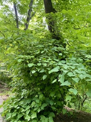 Tilia