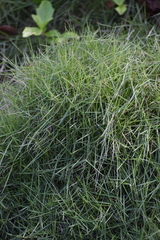 Zoysia matrella