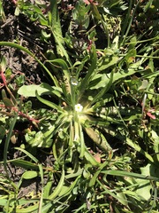 Plagiobothrys stipitatus