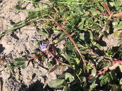 Downingia concolor concolor