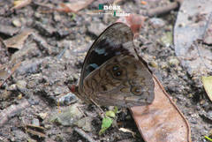 Eunica volumna