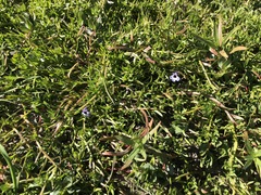 Downingia concolor concolor